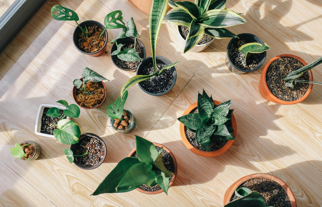 Kamerplanten kopen: zo kies je de perfecte plant voor jouw interieur