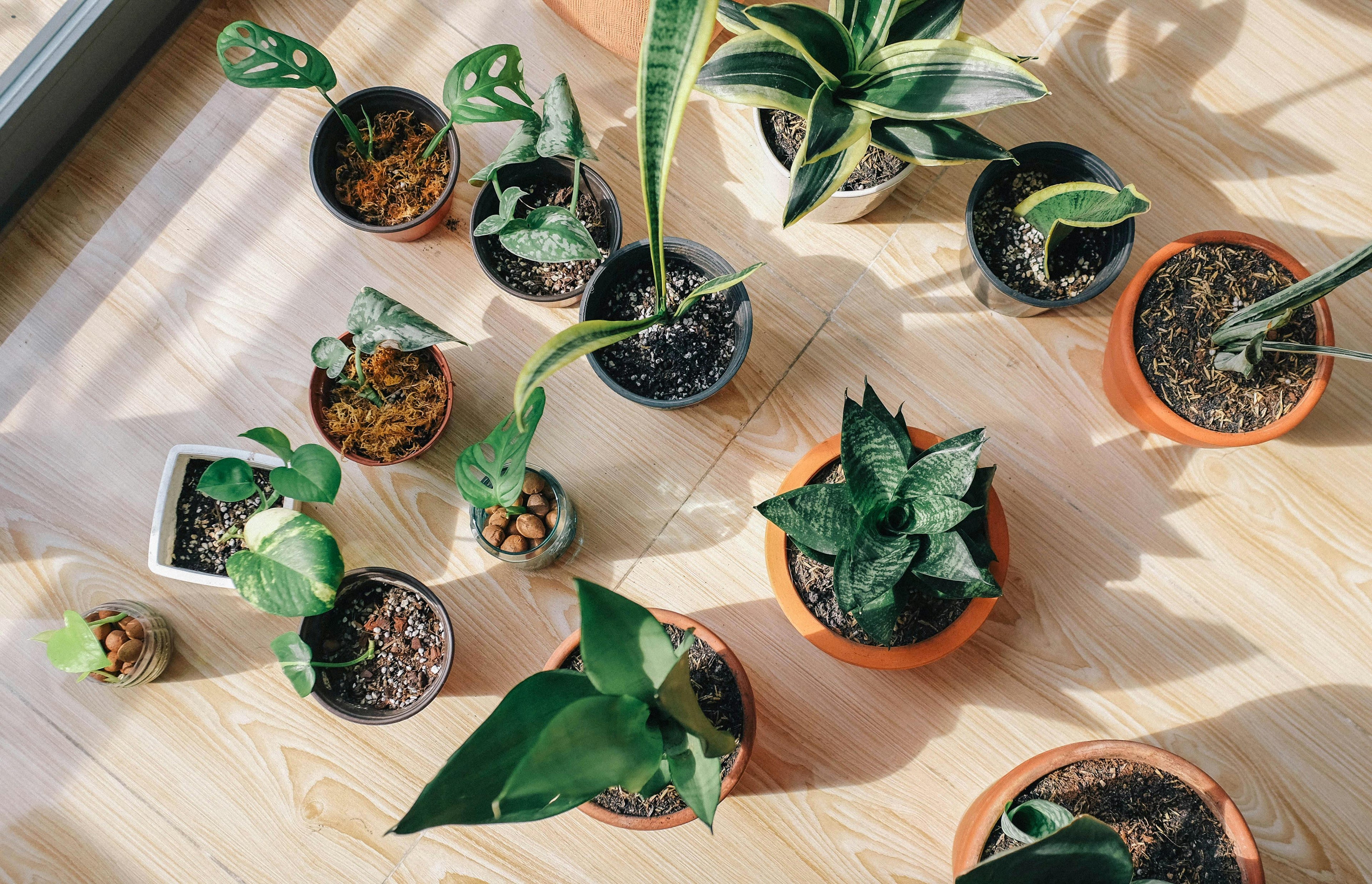 Kamerplanten kopen: zo kies je de perfecte plant voor jouw interieur