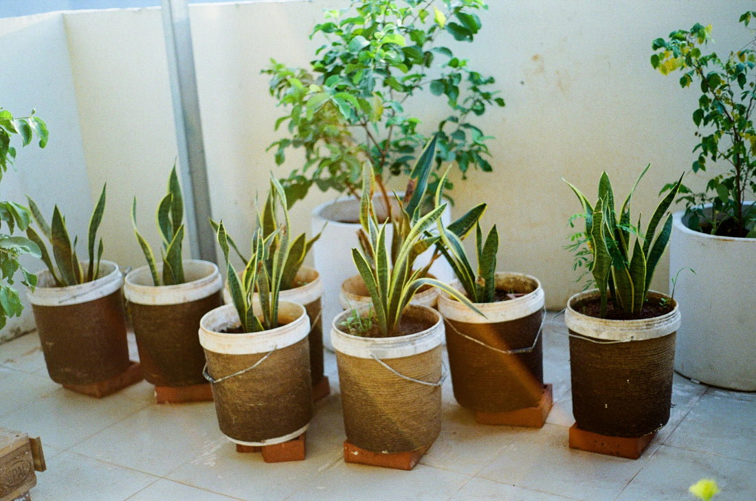 Welke planten zijn niet kapot te krijgen?