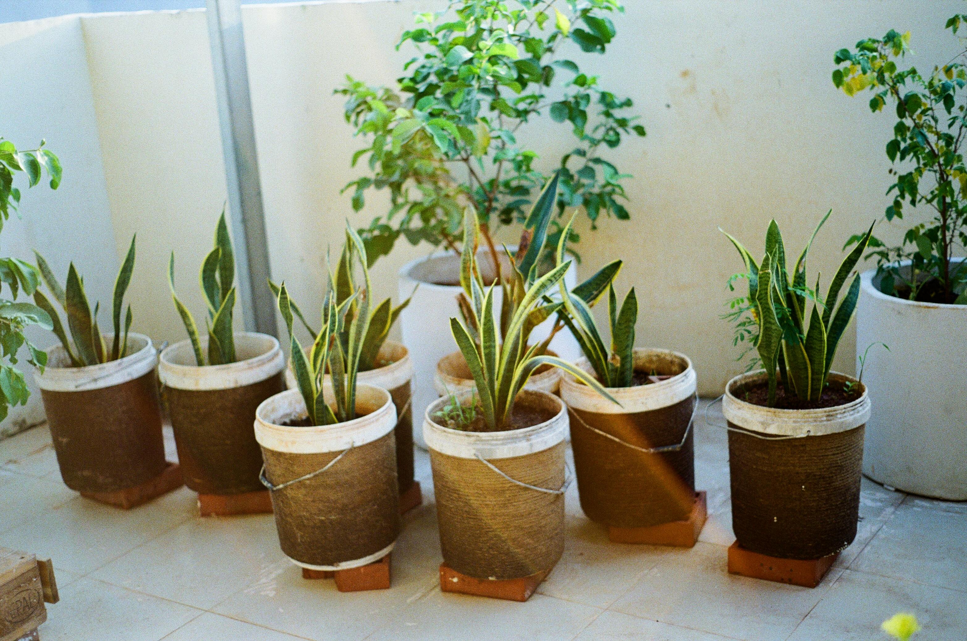 Welke planten zijn niet kapot te krijgen?