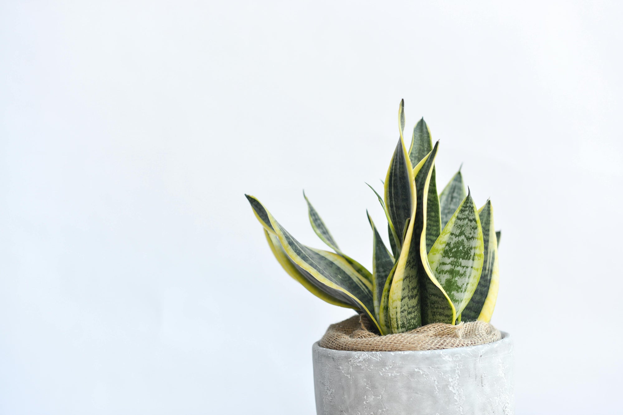 Bloem of plant cadeau