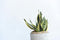 Bloem of plant cadeau