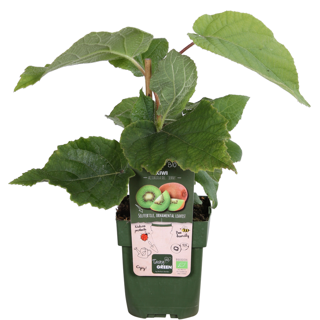 Actinidia delciosioa 'Jenny' - Kiwi - Ø13cm - ↕45cm