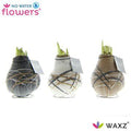 No Water Flowers Waxz Art Rembrandt - 3 stuks - Ø7 cm - ↕15 cm