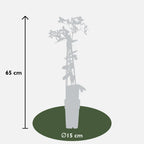 Clematis armandii Apple Blossom - Groenblijvende Clematis Lichtroze - Ø15cm - ↕65cm