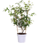 Trachelospermum 'Star of Toscana' - Toscaanse Jasmijn Geel - Ø15cm - ↕65cm