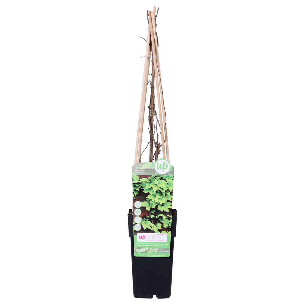 Parthenocissus tricuspidata 'Fenway Park' - Geel-groene Wilde Wingerd - Ø15cm - ↕65cm