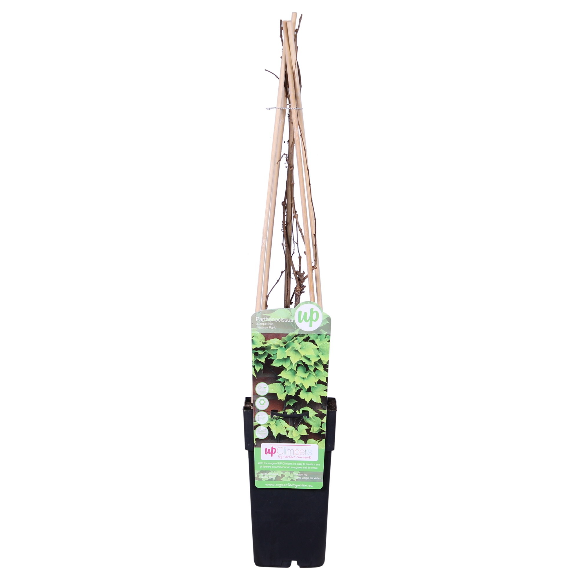 Parthenocissus tricuspidata 'Fenway Park' - Geel-groene Wilde Wingerd - Ø15cm - ↕65cm
