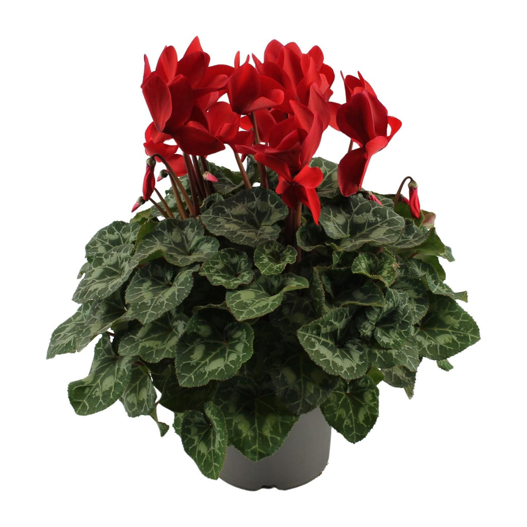Cyclaam Rood - Ø17cm - ↕40cm