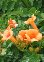 2x - Campsis 'Indian Summer' - ↨65cm - Ø15