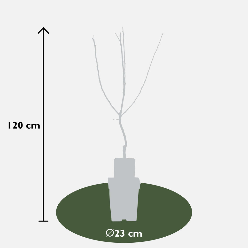 Mespilus germanica 'Westerfield' - Ø23cm - ↕120cm