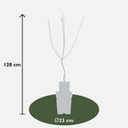 Mespilus germanica 'Westerfield' - Ø23cm - ↕120cm