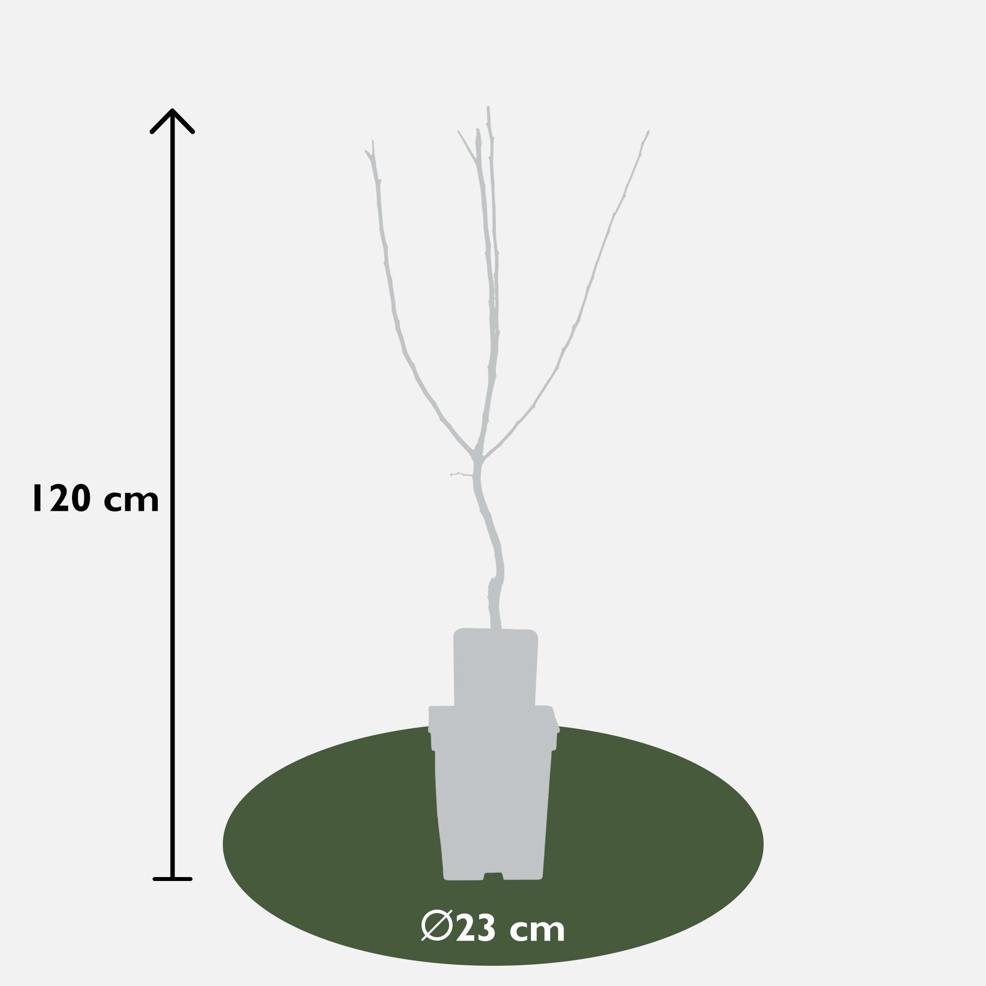Mespilus germanica 'Westerfield' - Ø23cm - ↕120cm