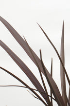 Phormium 'Rubra Nana' - Ø14cm - ↕50cm