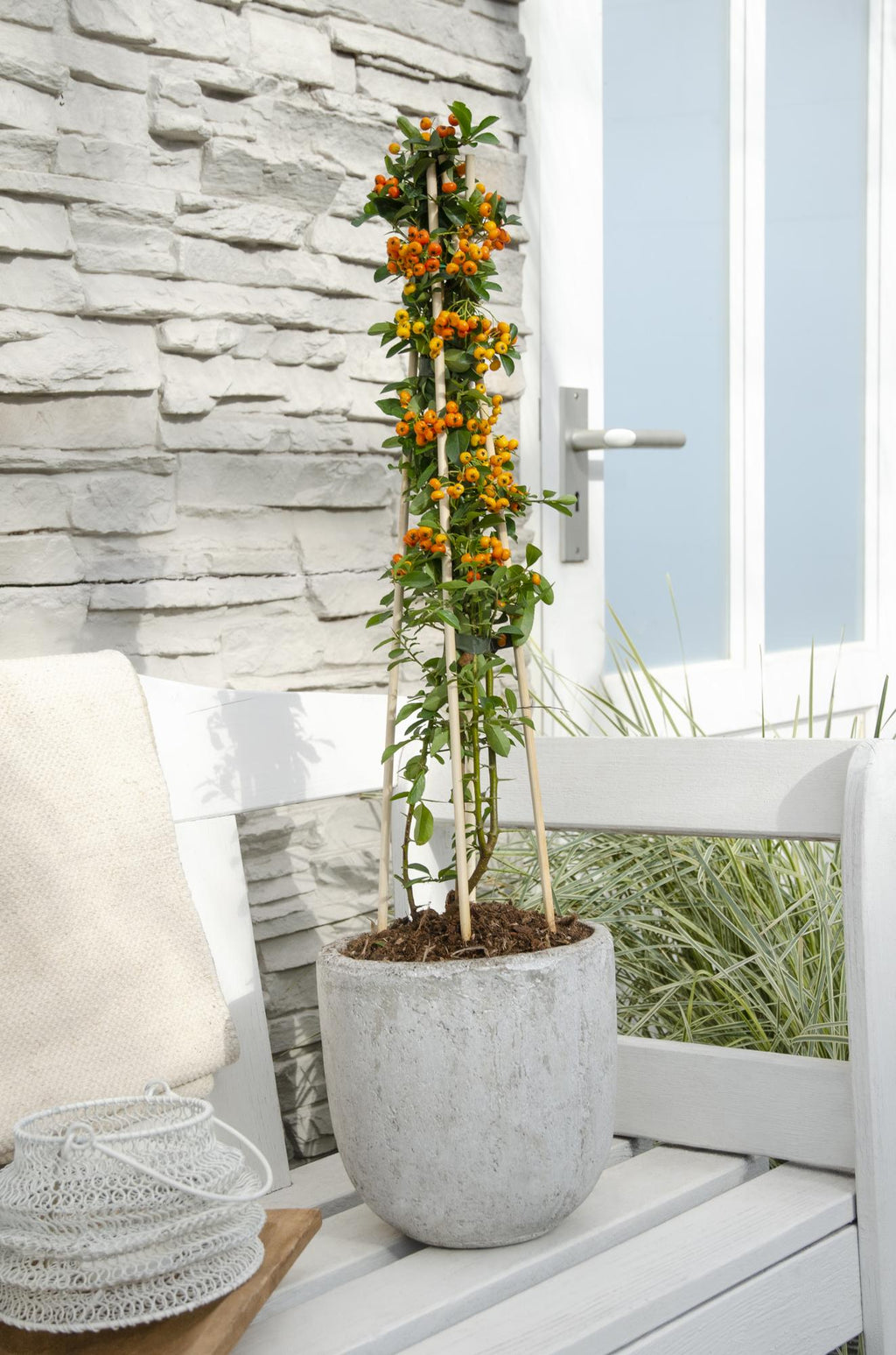 4x - Pyracantha 'Orange Glow' - ↨65cm - Ø15