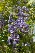 2x - Wisteria floribunda 'Black Dragon' - ↨65cm - Ø15