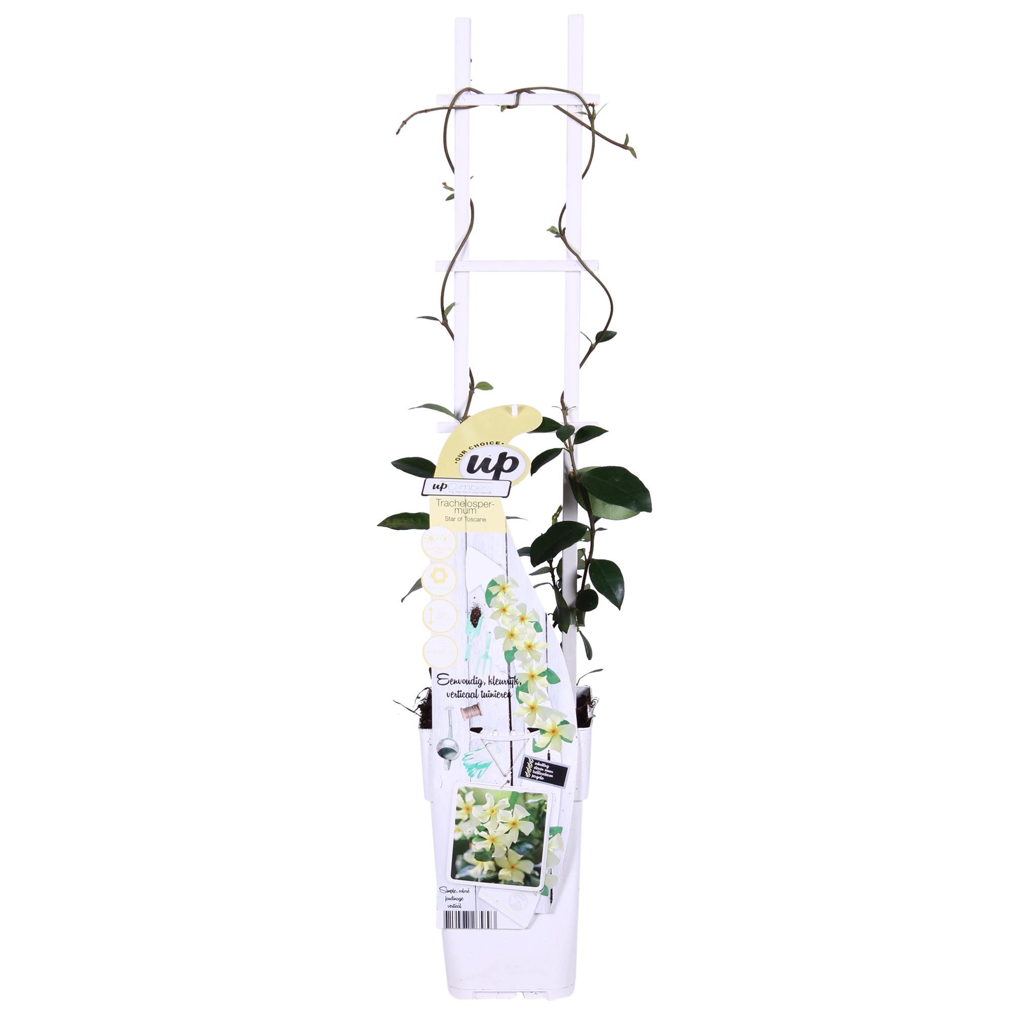 Trachelospermum 'Star of Toscana' - Toscaanse Jasmijn Geel - Ø15cm - ↕65cm