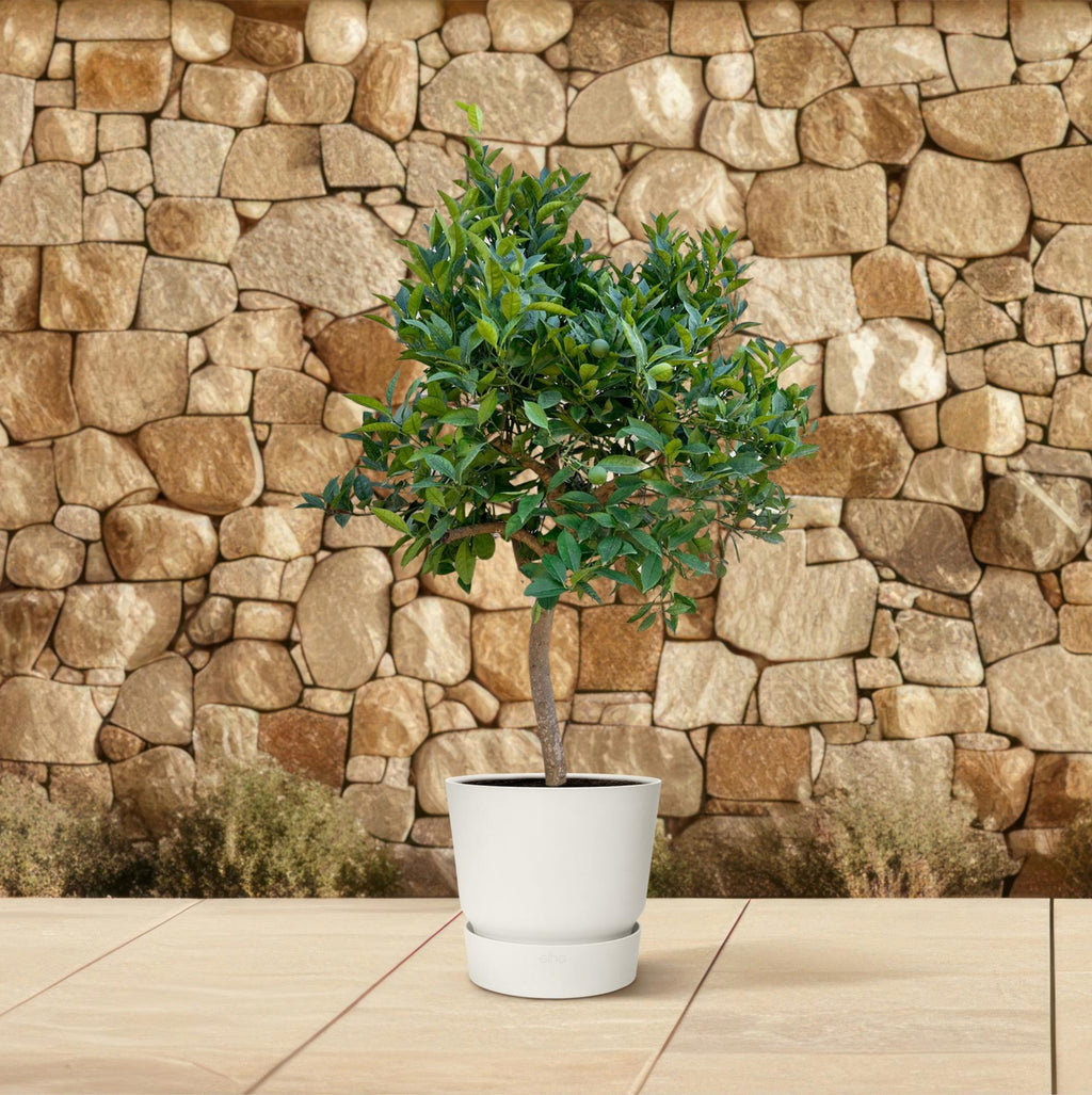 Sinaasappelboom - 200 cm - ø40