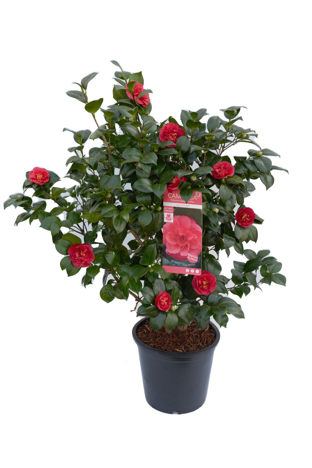 Camellia jap. 'Lady Campbell' - Ø26cm - ↕55cm - Ø29 - ↨90cm