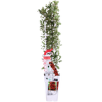 Pyracantha coccinea Red Star - Ø23cm - ↕75cm - Ø15 - ↨65cm