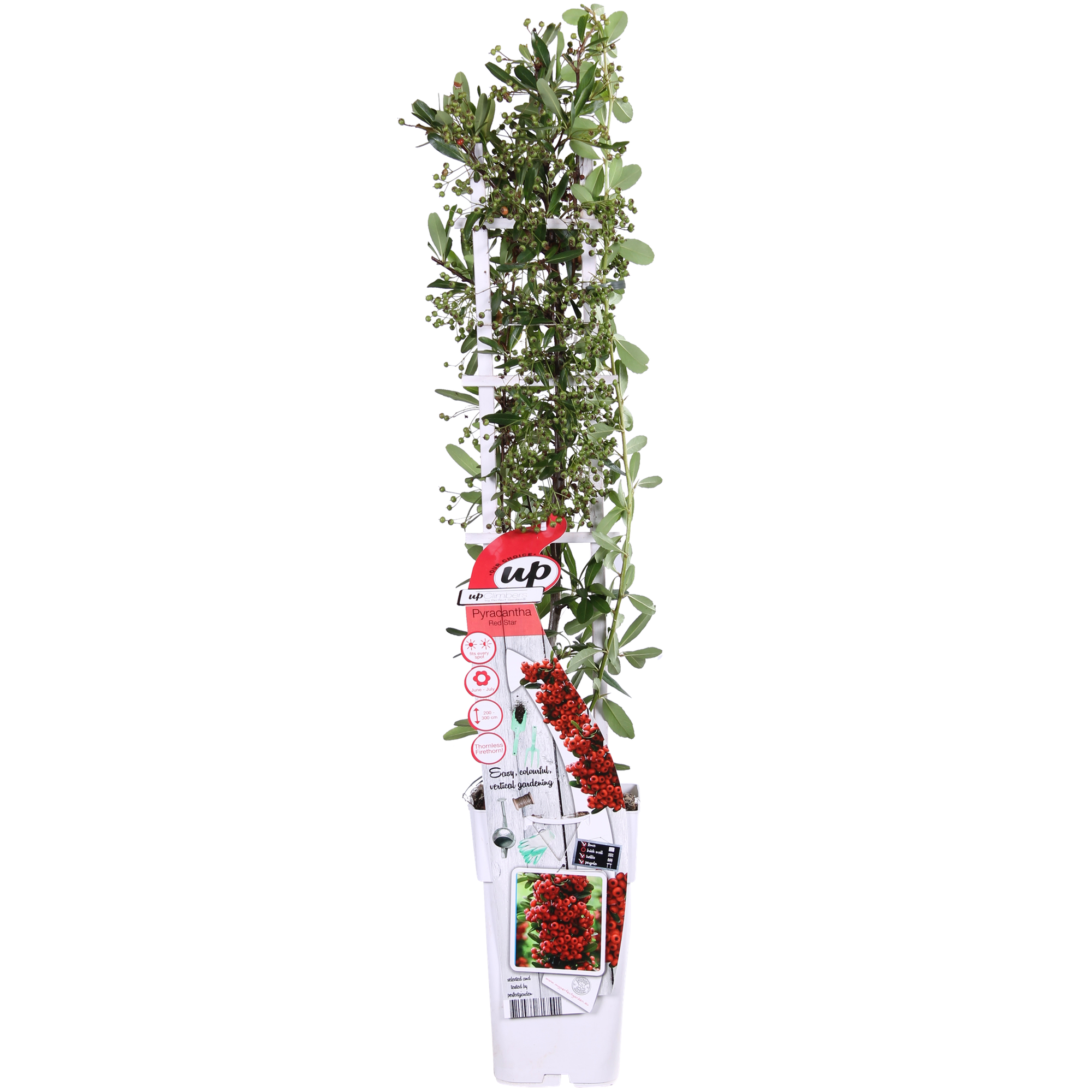 Pyracantha coccinea Red Star - Ø23cm - ↕75cm - Ø15 - ↨65cm