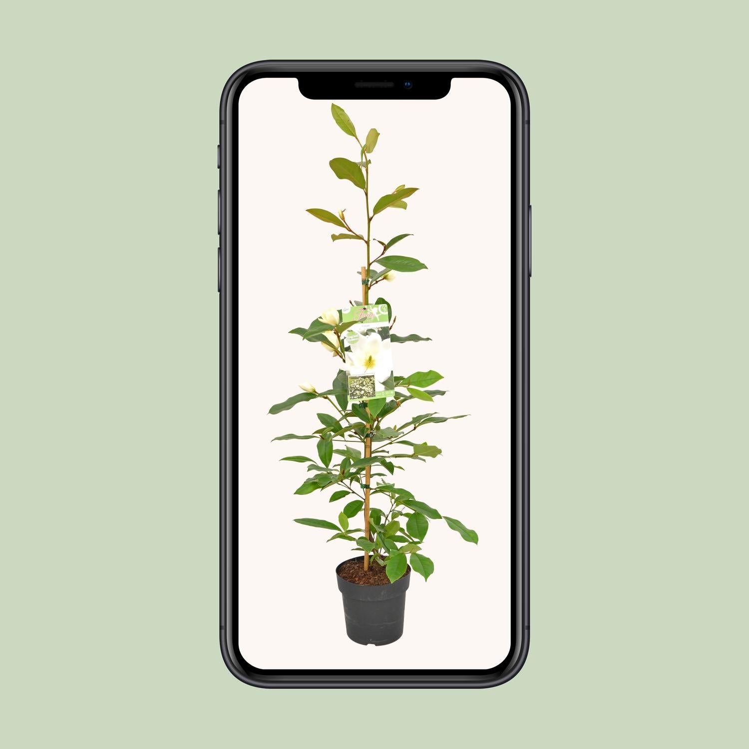 Michelia Fairy Magnolia Cream - Ø19cm - ↕70cm