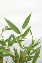 2x Fargesia rufa - ↨60cm - Ø19