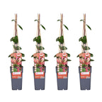 4x - Lonicera periclymenum 'Belgica' - ↨65cm - Ø15