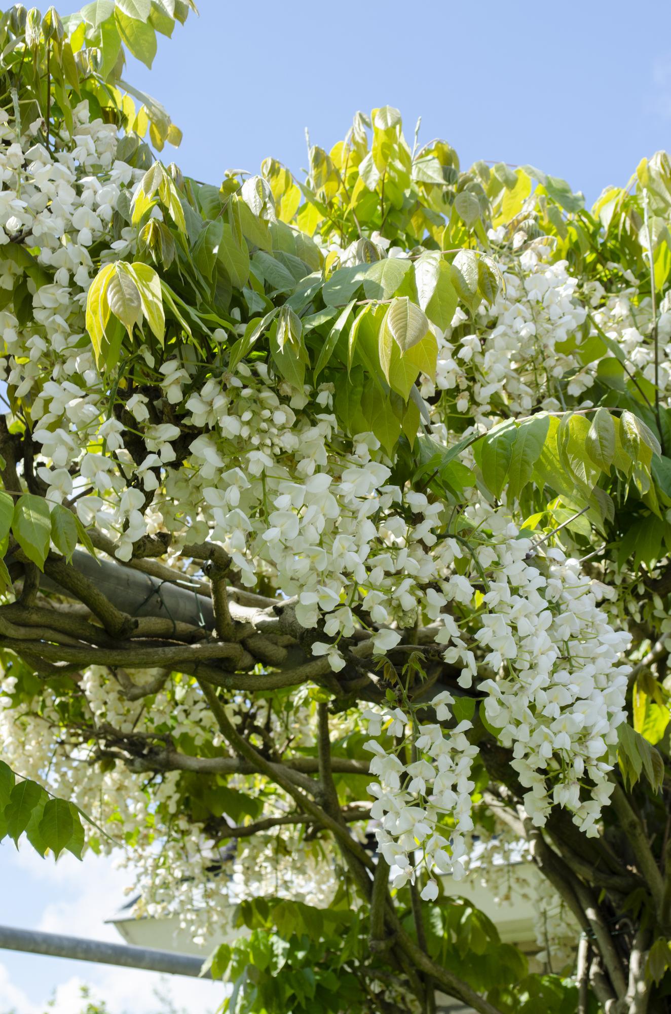 2x Wisteria floribunda 'Longissima Alba' - ↨65cm - Ø15