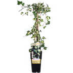 Hedera helix 'Goldheart' - Ø15cm - ↕65cm