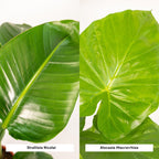 Strelitzia Nicolai - Ø19cm - ↕85cm + Alocasia Macrorrhiza - Ø19cm - ↕70cm + Mand Igmar