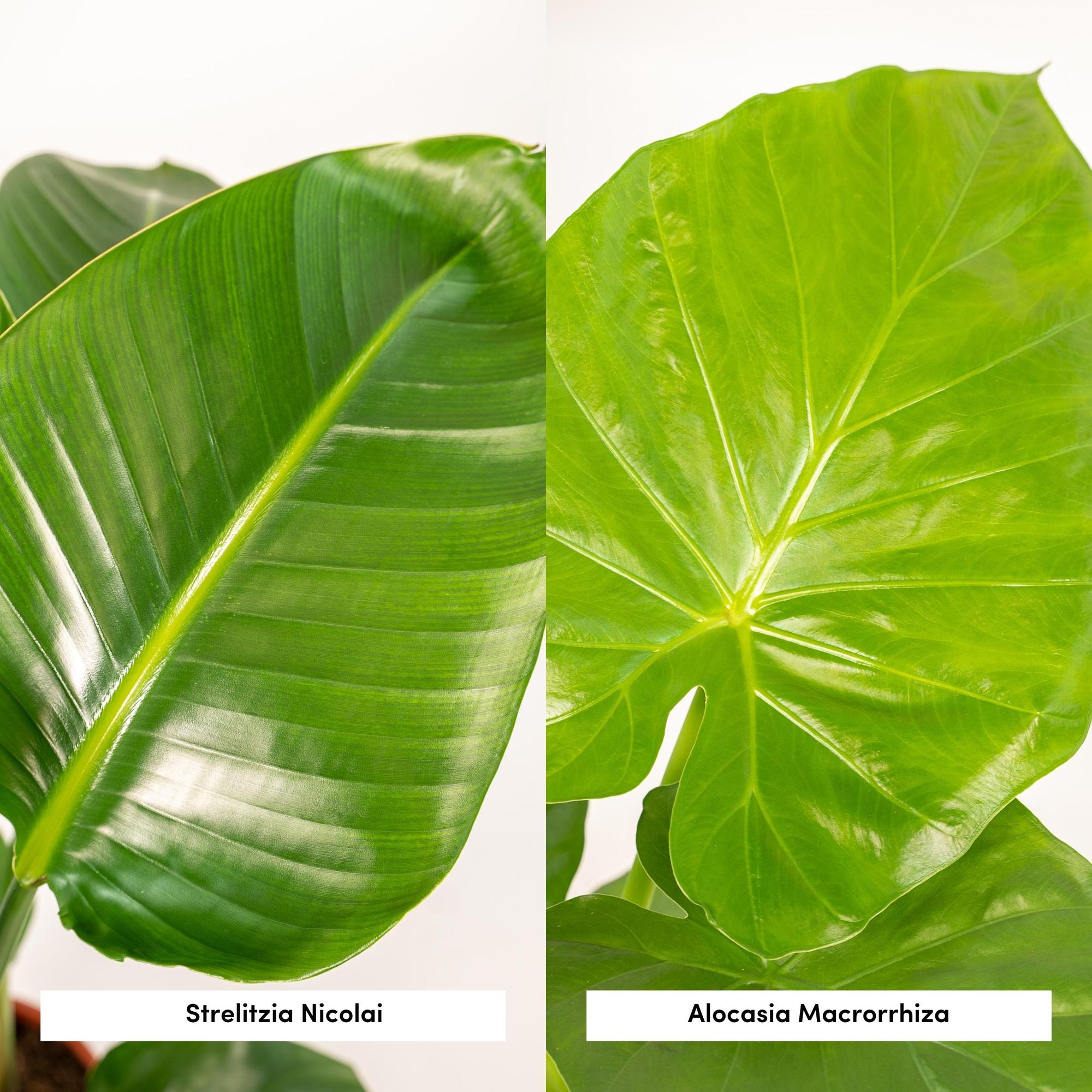 Strelitzia Nicolai - Ø19cm - ↕85cm + Alocasia Macrorrhiza - Ø19cm - ↕70cm + Mand Igmar