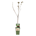Prunus Avium Regina - Kers - Ø19cm - ↕60cm
