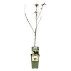 Prunus Avium Regina - Kers - Ø19cm - ↕60cm