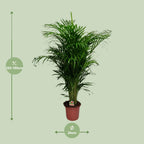 Dypsis Lutescens - Ø24cm - ↕125cm