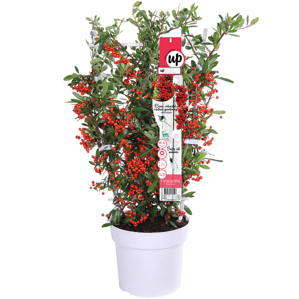 Pyracantha coccinea Red Star - Ø23cm - ↕75cm - Ø19 - ↨70cm