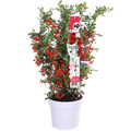 Pyracantha coccinea Red Star - Ø23cm - ↕75cm - Ø19 - ↨70cm