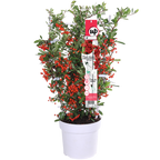 Pyracantha coccinea Red Star - Ø23cm - ↕75cm - Ø19 - ↨70cm