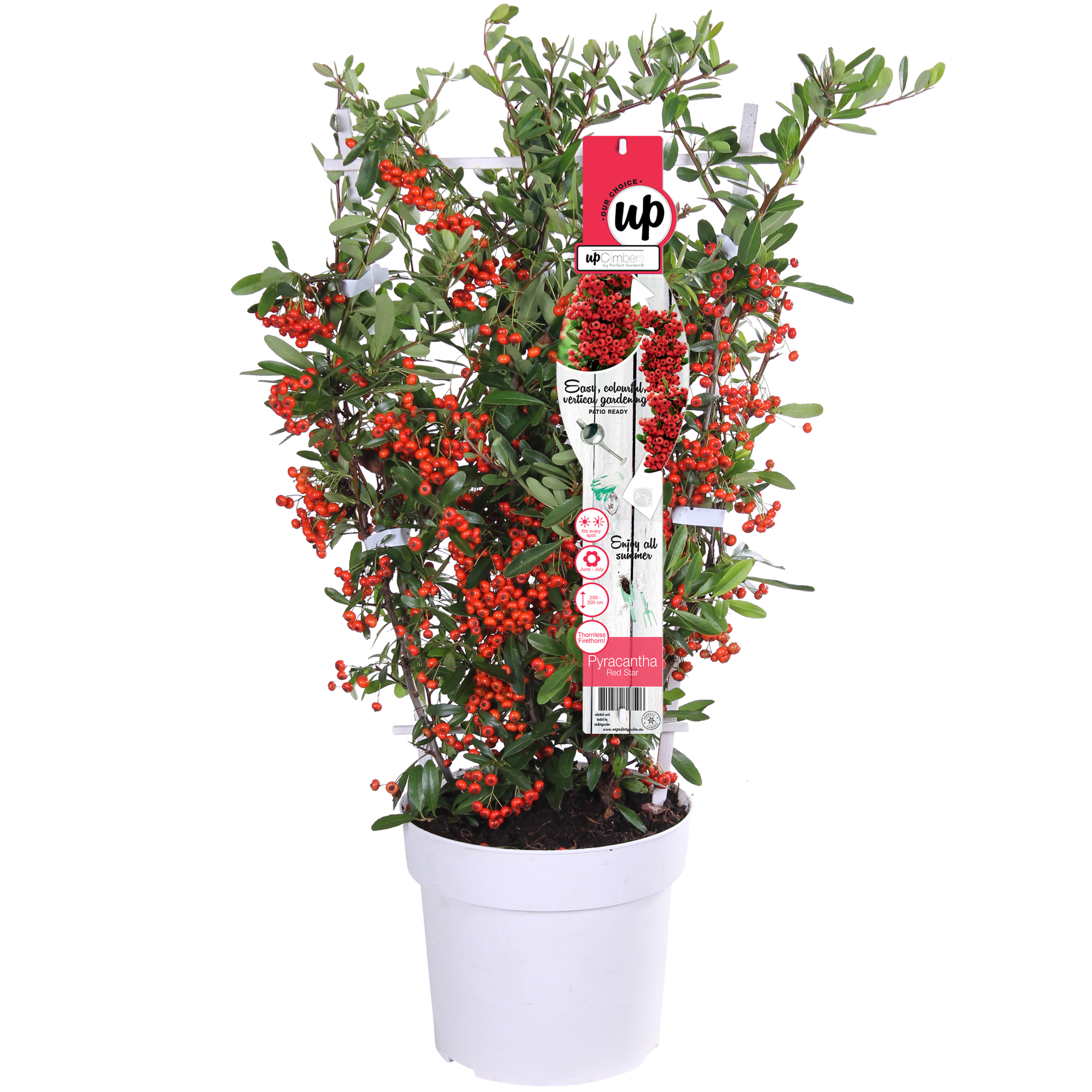 Pyracantha coccinea Red Star - Ø23cm - ↕75cm - Ø19 - ↨70cm