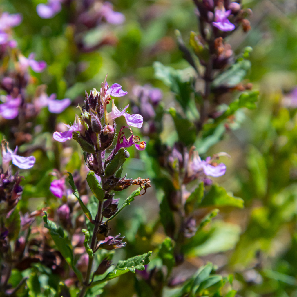 6x Teucrium lucidrys - ↕10-25cm - Ø9cm