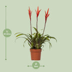 Vriesea Elan Toef - Ø12cm - ↕55cm