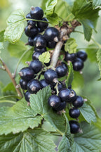 Ribes nigrum 'Ben Nevis' - Zwarte bes - Ø13cm - ↕45cm