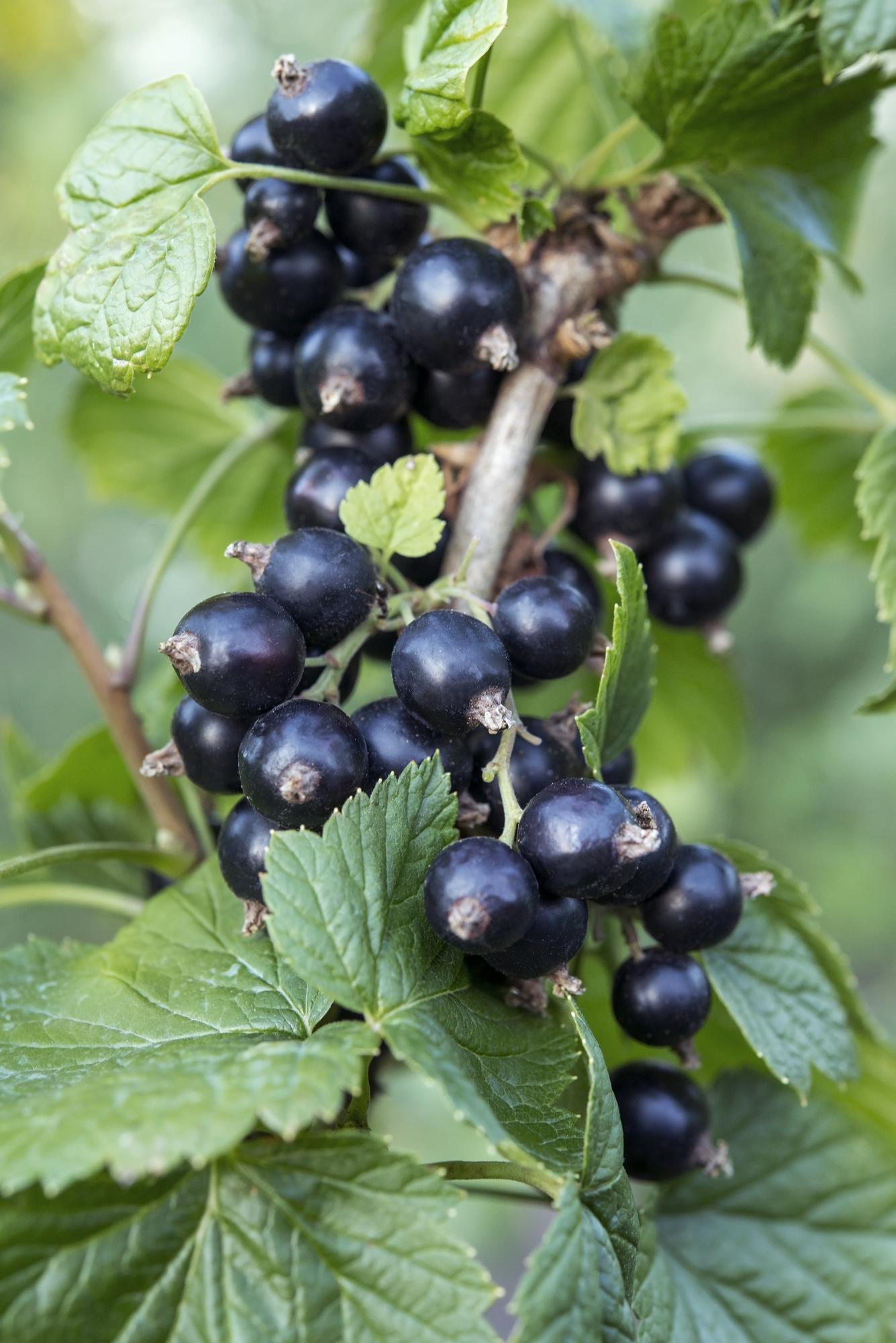 Ribes nigrum 'Ben Nevis' - Zwarte bes - Ø13cm - ↕45cm