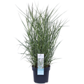 Panicum virgatum 'Prairie Sky' - Ø19cm - ↕50cm