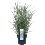 Panicum virgatum 'Prairie Sky' - Ø19cm - ↕50cm