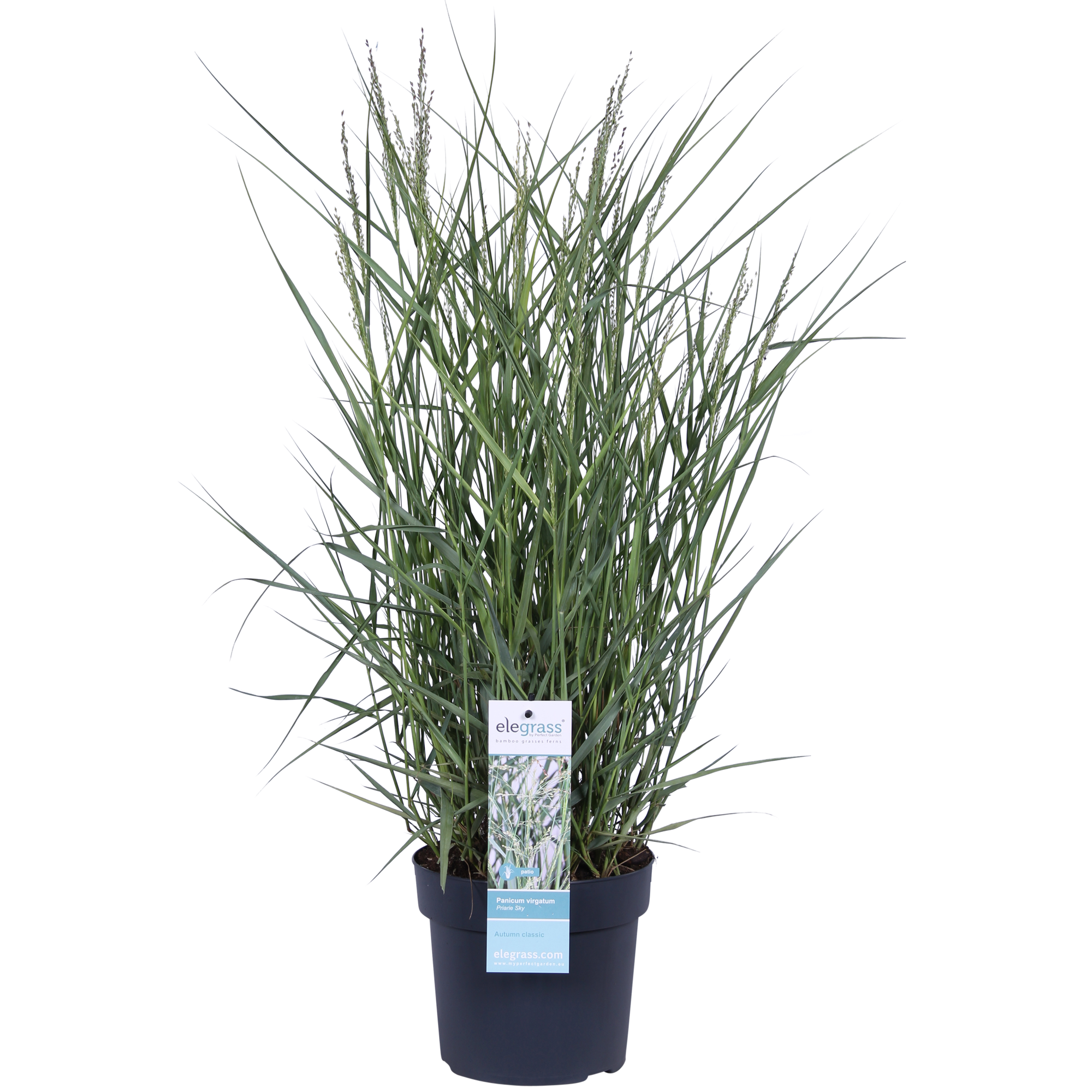 Panicum virgatum 'Prairie Sky' - Ø19cm - ↕50cm