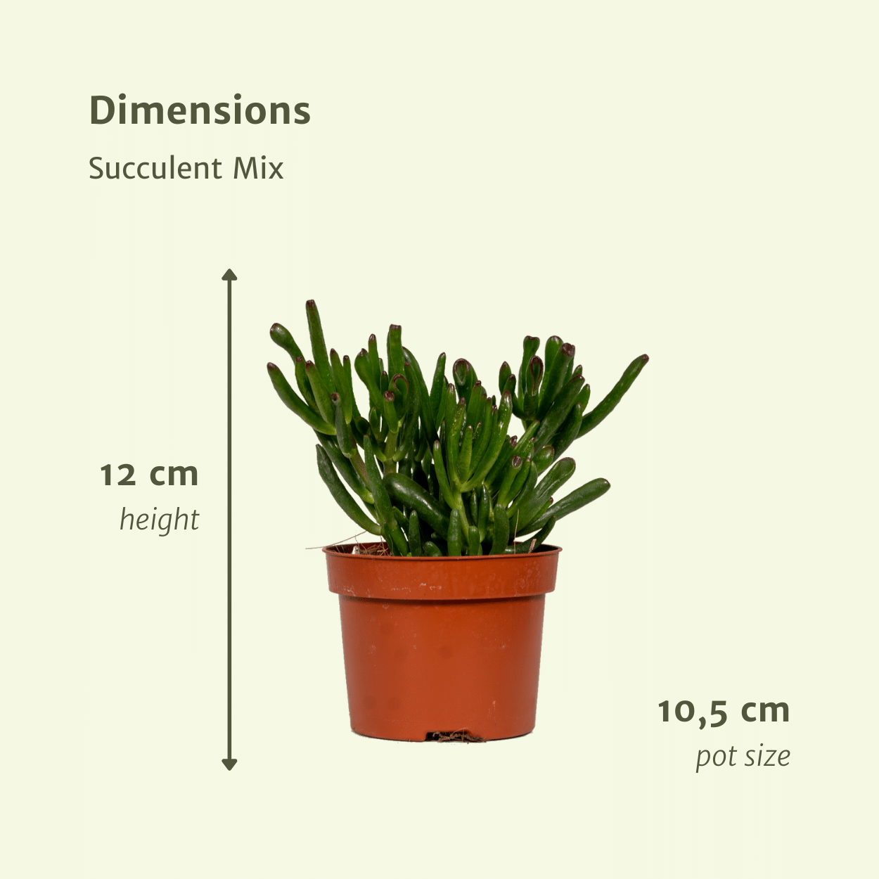 Succulenten Mix - 6 stuks - Ø10,5cm - ↕12 cm