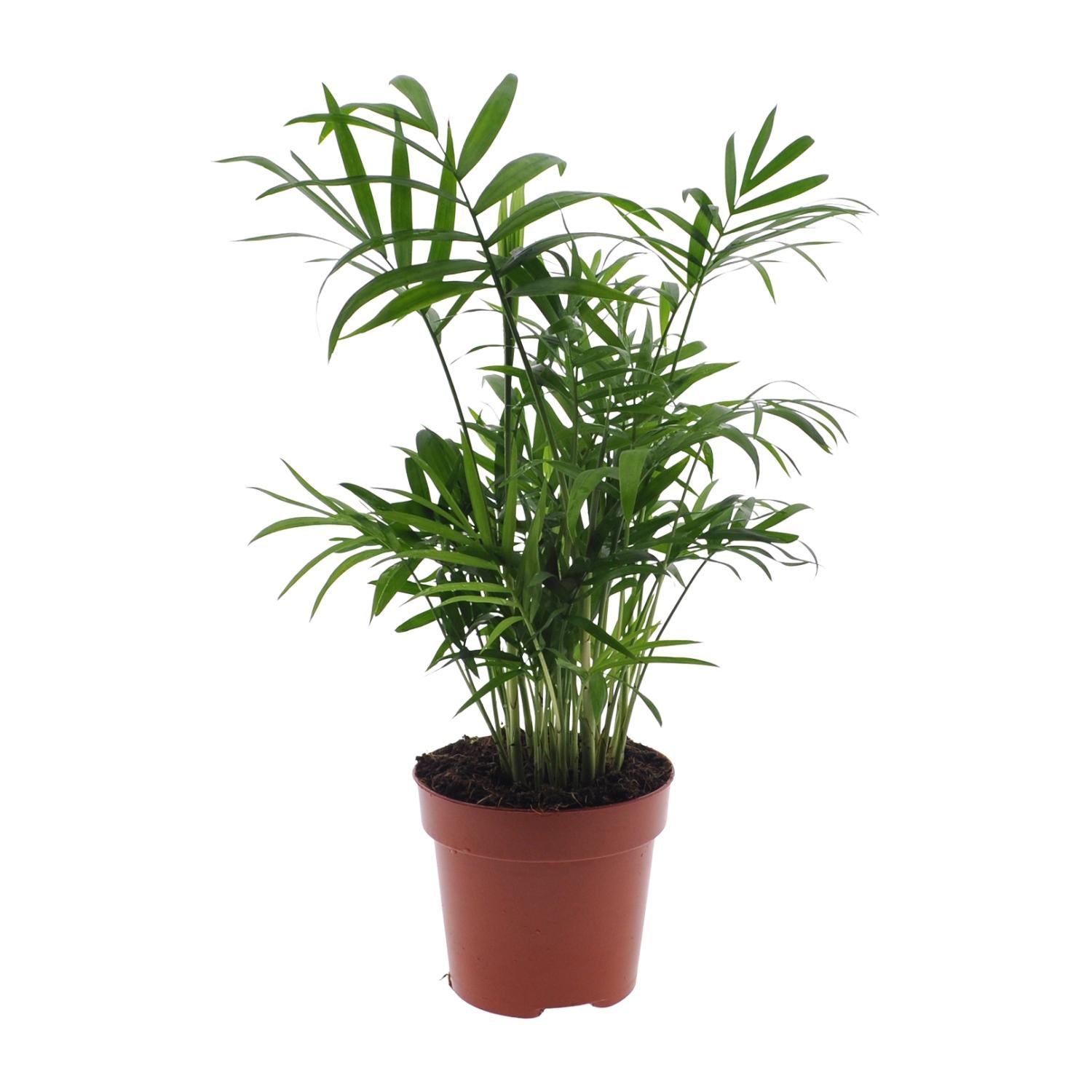 Chamaedorea Elegans - Mexicaanse Bergpalm - Ø12cm - ↕40cm
