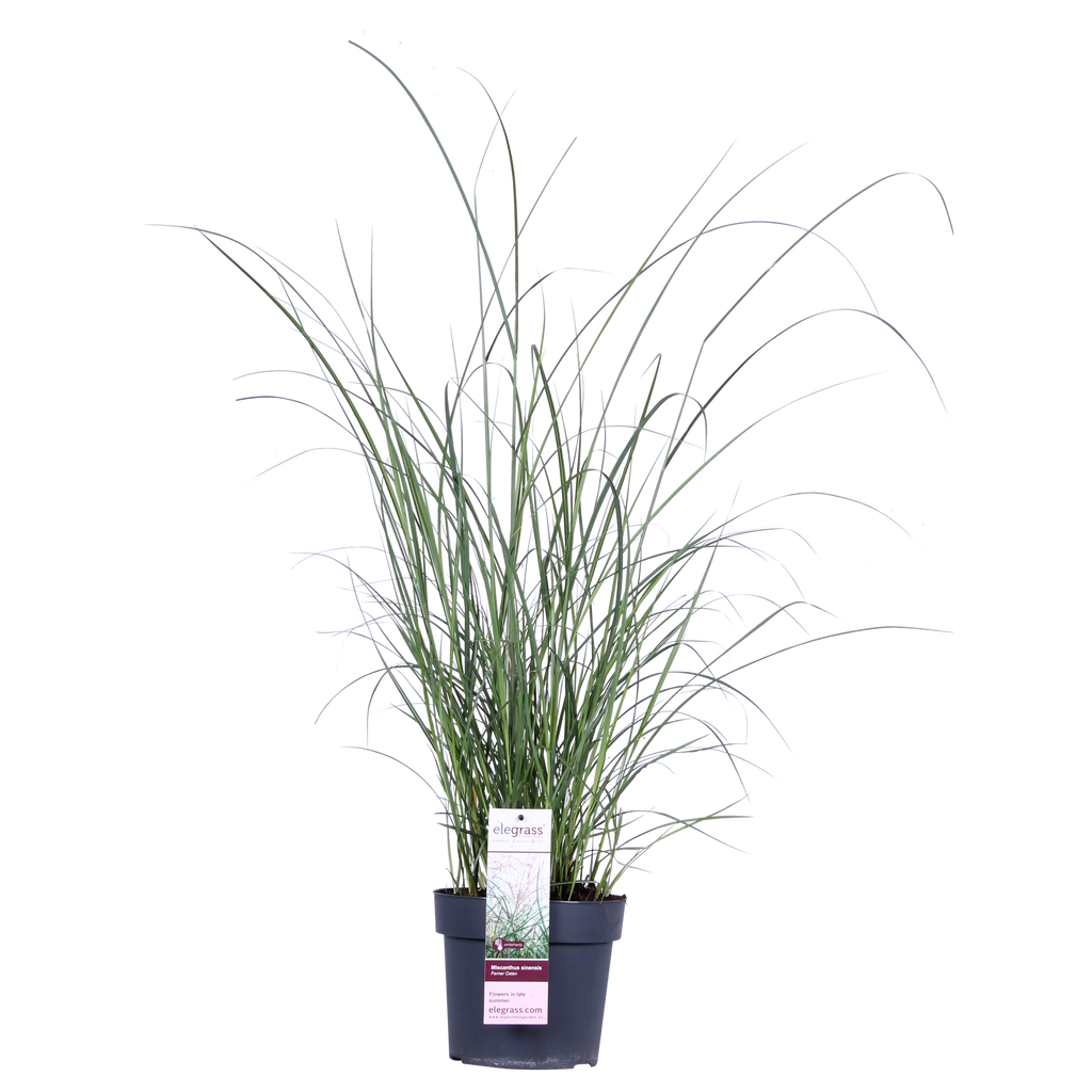 Miscanthus sinensis Ferner Osten - Ø19cm - ↕50cm - Ø19 - ↨50cm