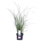 Miscanthus sinensis Ferner Osten - Ø19cm - ↕50cm - Ø19 - ↨50cm